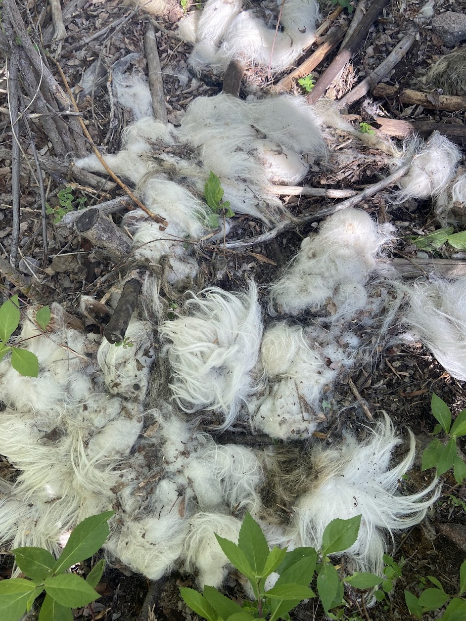 goat fur