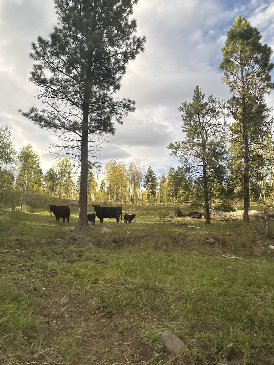 cow